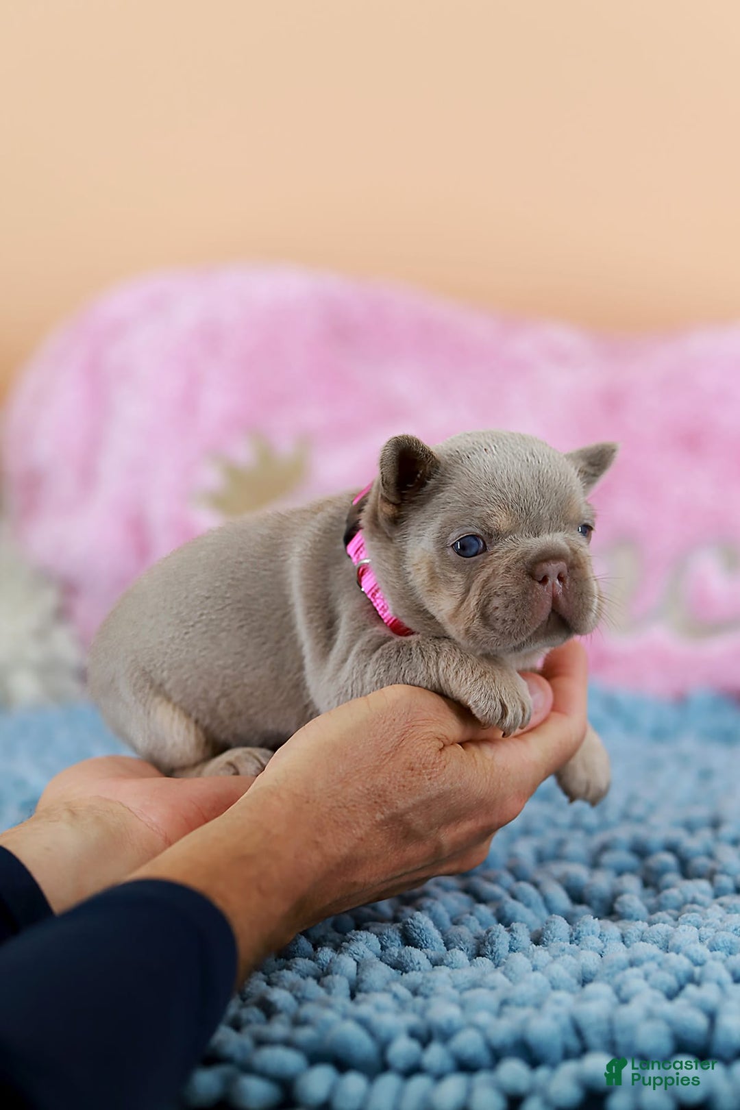 French Bulldog dogs for sale: Denise - Image 12