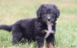 Bernese Mountain Dog dogs for sale: Black Bear - Image 2