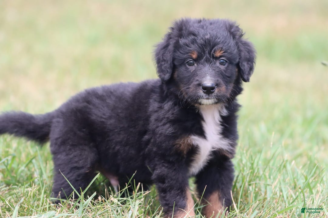 Bernese Mountain Dog dogs for sale: Black Bear - Image 2