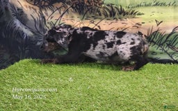 Catahoula Leopard Dog dogs for sale: Houdini 2025 Male 2 - Image 4