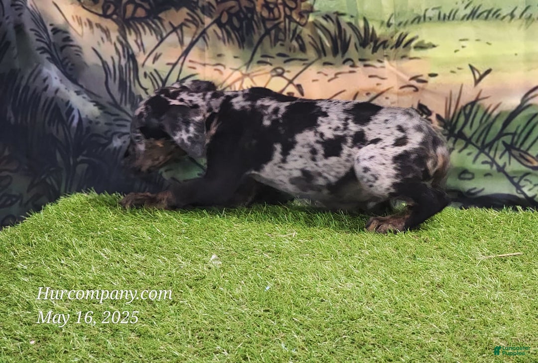 Catahoula Leopard Dog dogs for sale: Houdini 2025 Male 2 - Image 4