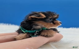 Yorkshire Terrier dogs for sale: Donnie - Image 1