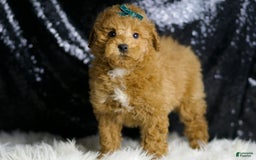 Maltipoo dogs for sale: Fredrick - Image 6