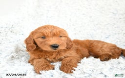  dogs for sale: Mini Goldendoodle 8 puppies - Image 2