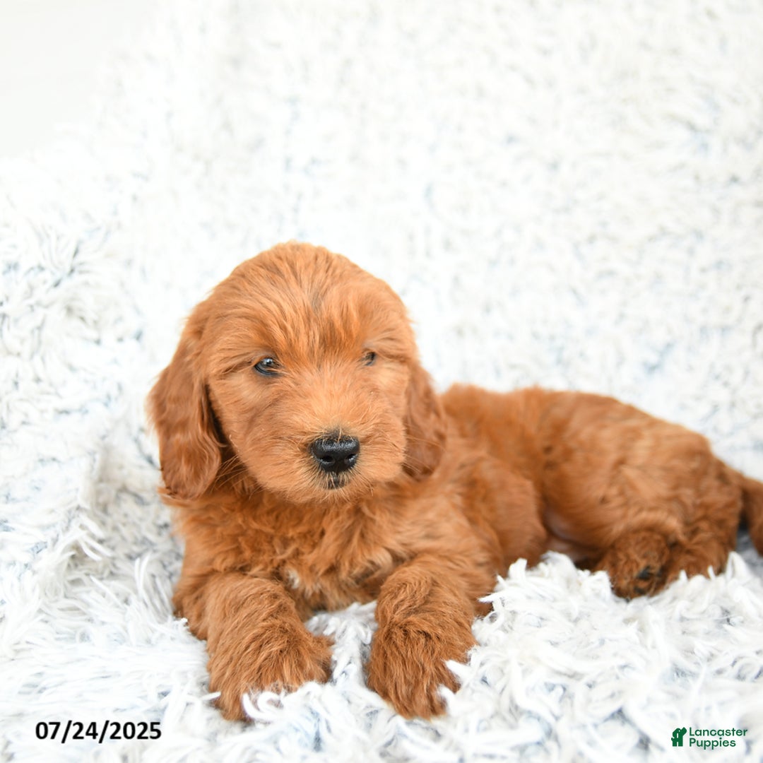  dogs for sale: Mini Goldendoodle 8 puppies - Image 2