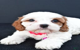 Cavapoo dogs for sale: Abby - Image 5