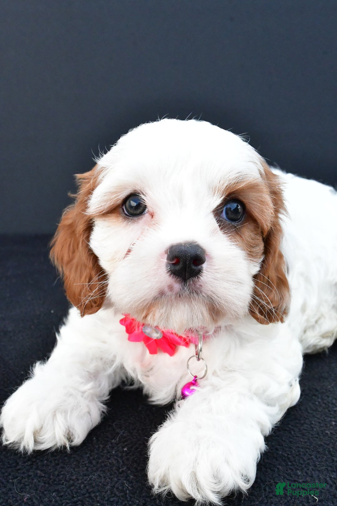 Cavapoo dogs for sale: Abby - Image 5