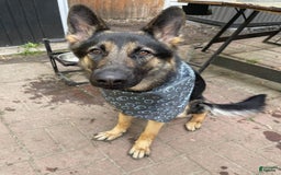 German Shepherd dogs for sale: Luna - Image 8