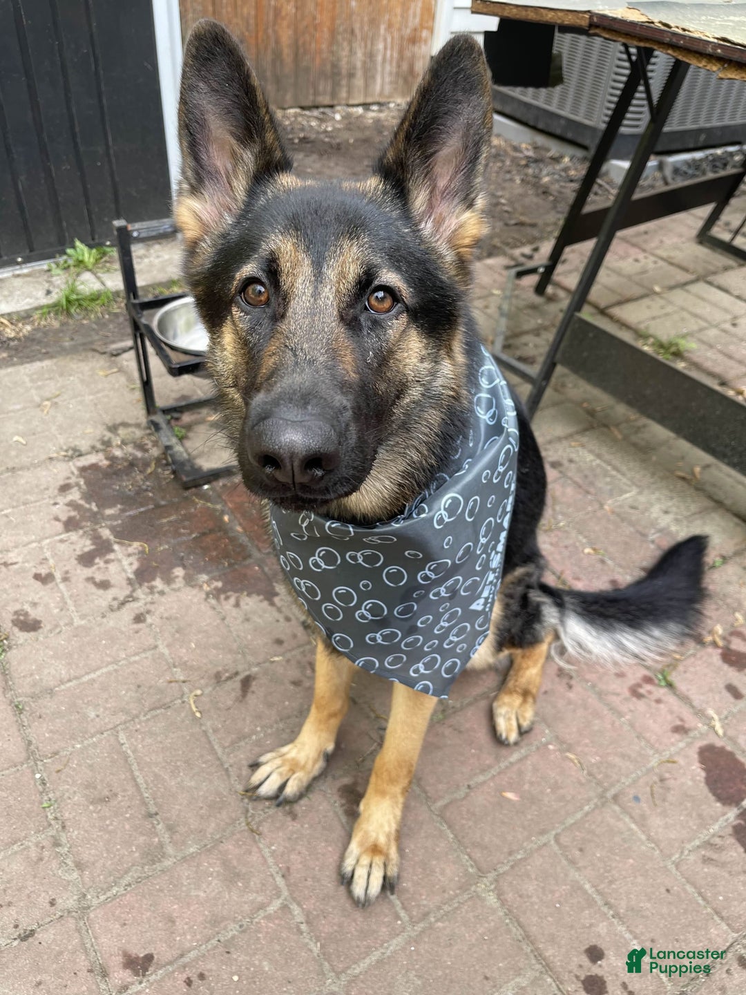 German Shepherd dogs for sale: Luna - Image 8