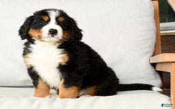Bernese Mountain Dog dogs for sale: Ronald - Image 6