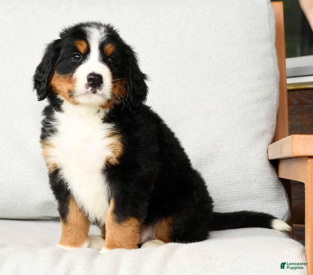 Bernese Mountain Dog dogs for sale: Ronald - Image 6