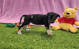 Catahoula Leopard Dog dogs for sale: Tess 2025 Female 4 - Image 9