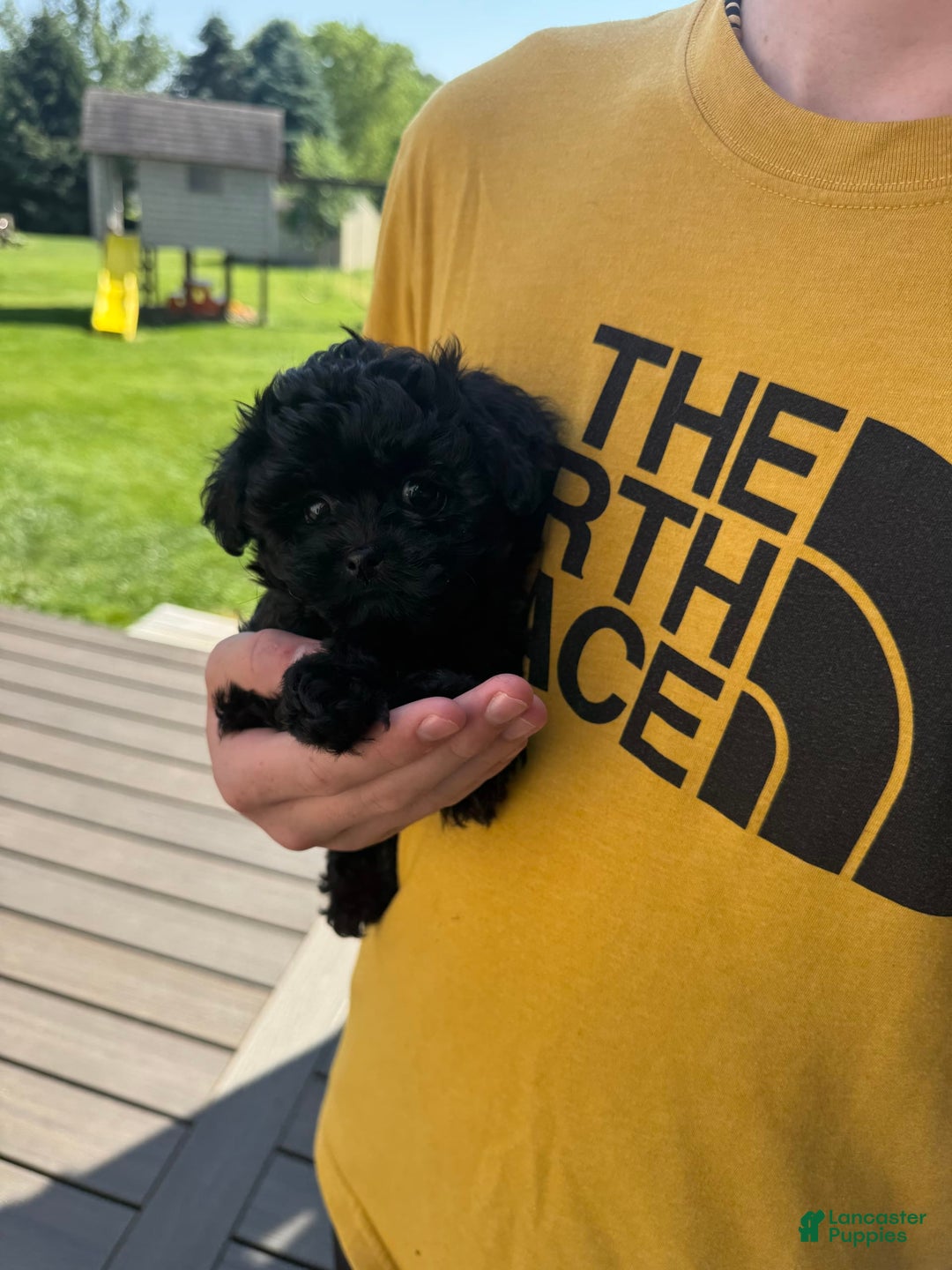 Shihpoo dogs for sale: Teacup Katie - Image 5