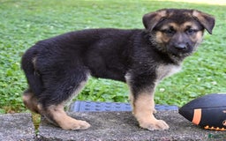 German Shepherd dogs for sale: Andre - Image 6