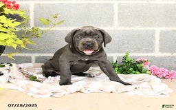 Cane Corso dogs for sale: Indie - Image 6