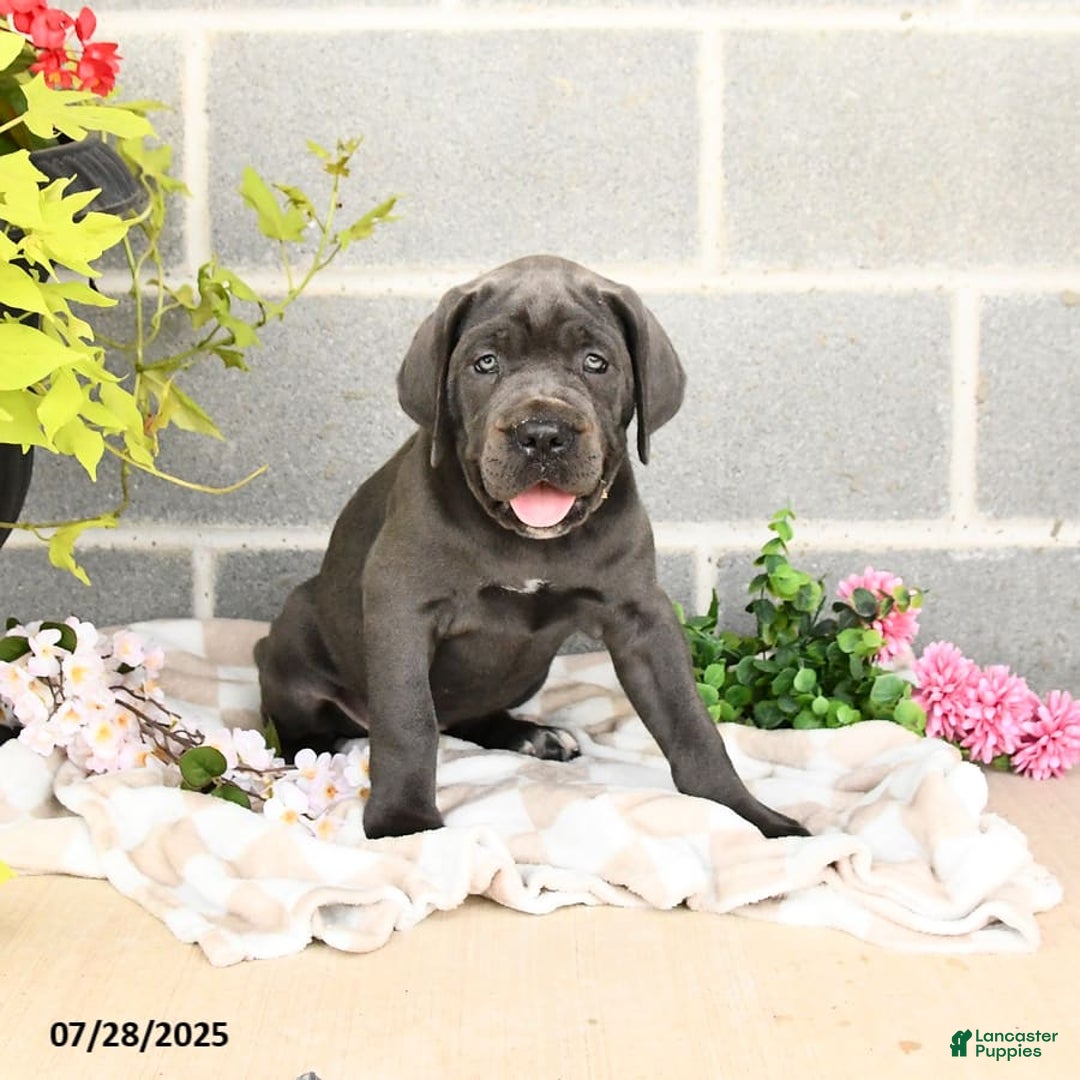 Cane Corso dogs for sale: Indie - Image 6