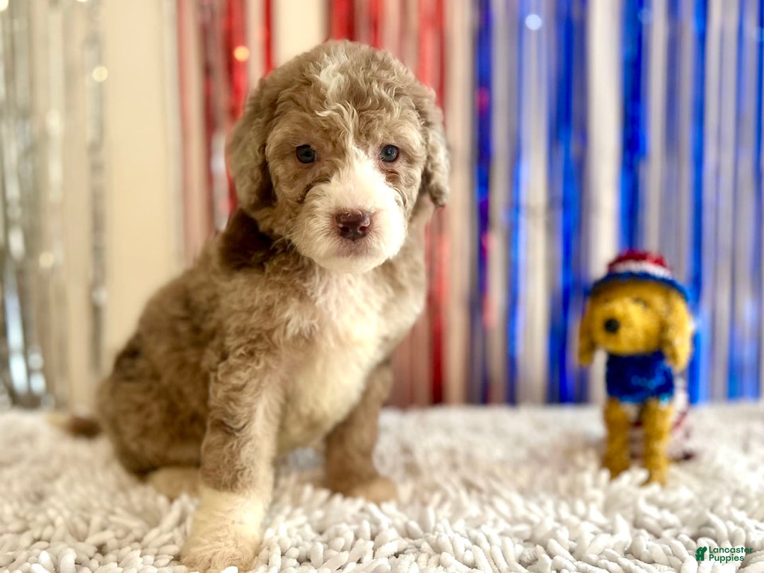 Aussiedoodle dogs for sale: Pluto - Image 2