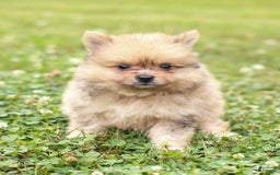 Pomeranian dogs for sale: Lukas - Image 3