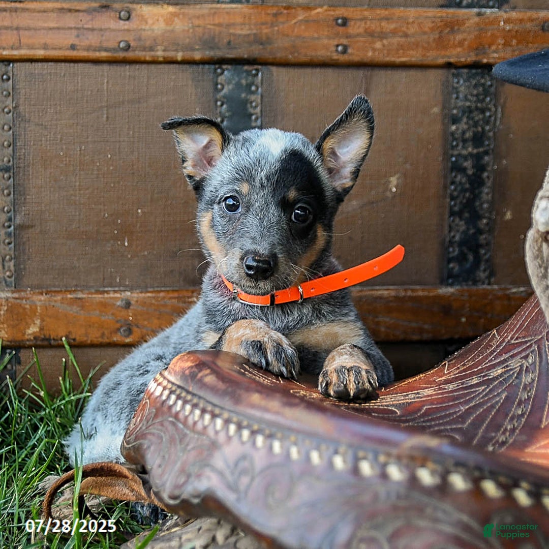 Australian Cattle Dog dogs for sale: Cookie - Image 5