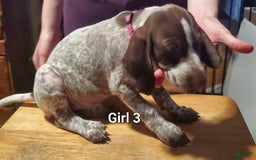 German Shorthaired Pointer dogs for sale: German Shorthaired Pointer 8 puppies - Image 1