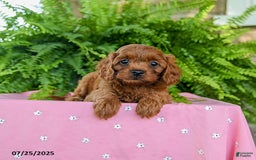 Cavapoo dogs for sale: Violet - Image 2