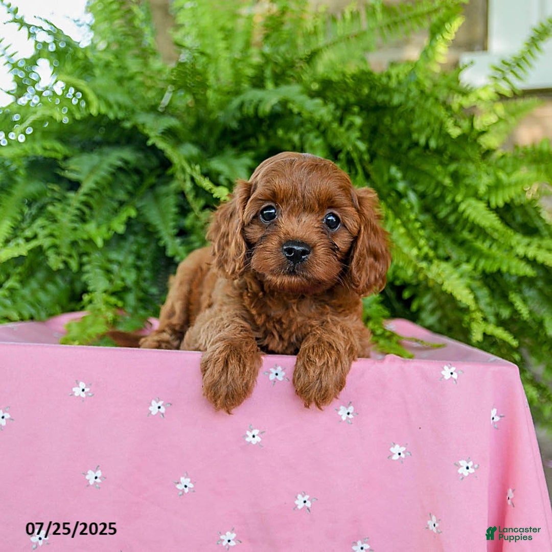 Cavapoo dogs for sale: Violet - Image 2