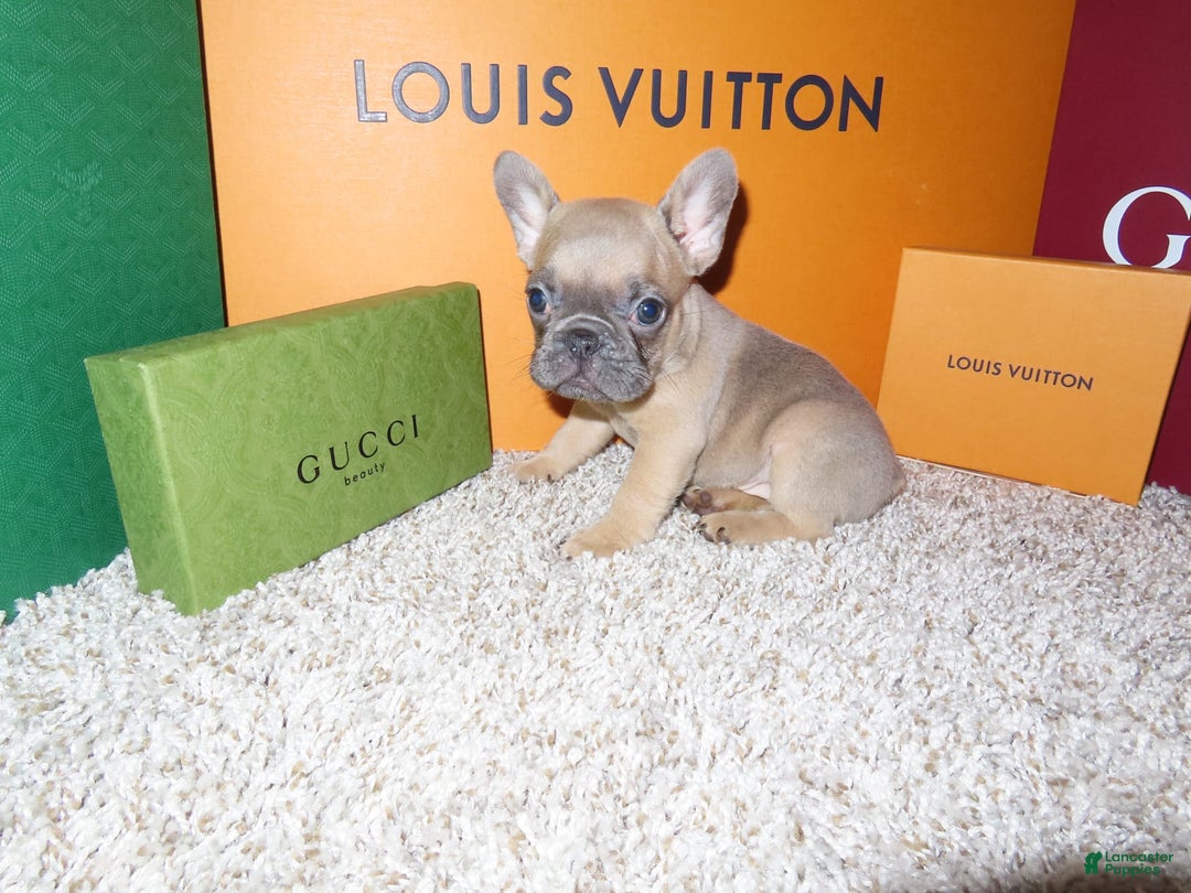 French Bulldog dogs for sale: Bella - Image 3