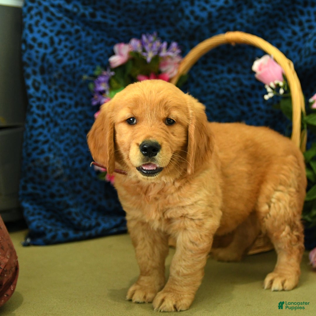 Golden Retriever dogs for sale: Ludwig - Listing for pets: Lilly, Linda, Lizzy, Lex, Ludwig - Image 5