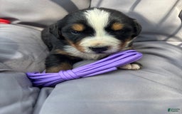 Bernese Mountain Dog dogs for sale: Purple - Image 3