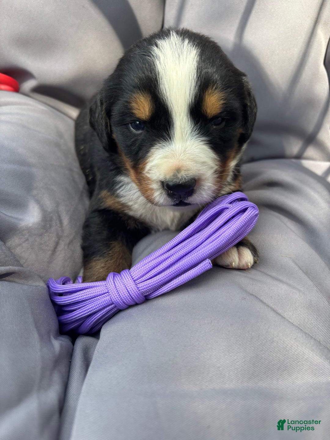Bernese Mountain Dog dogs for sale: Purple - Image 3