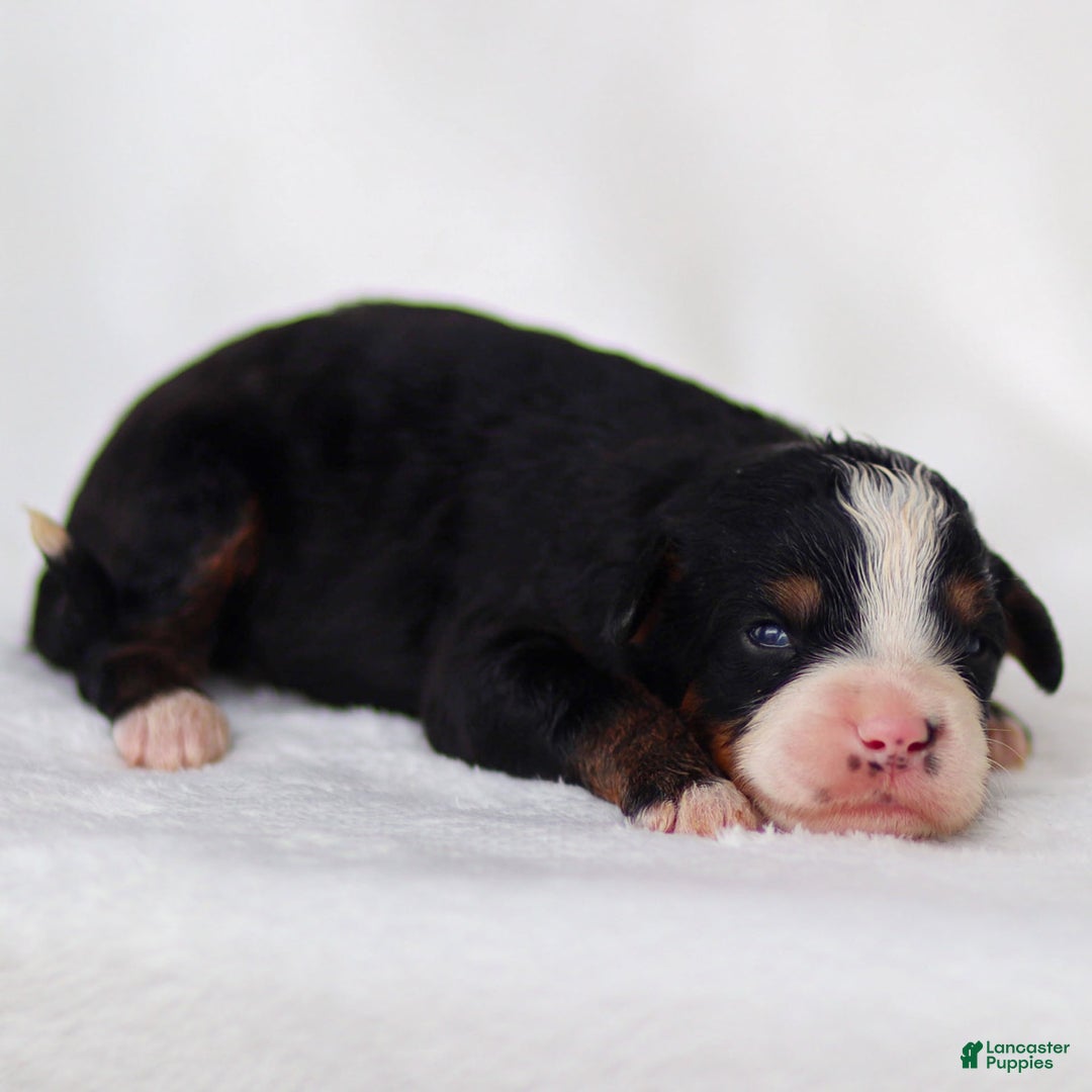 Mini Bernedoodle dogs for sale: Murphy - Image 2