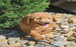 Goldendoodle dogs for sale: Angel - Image 3