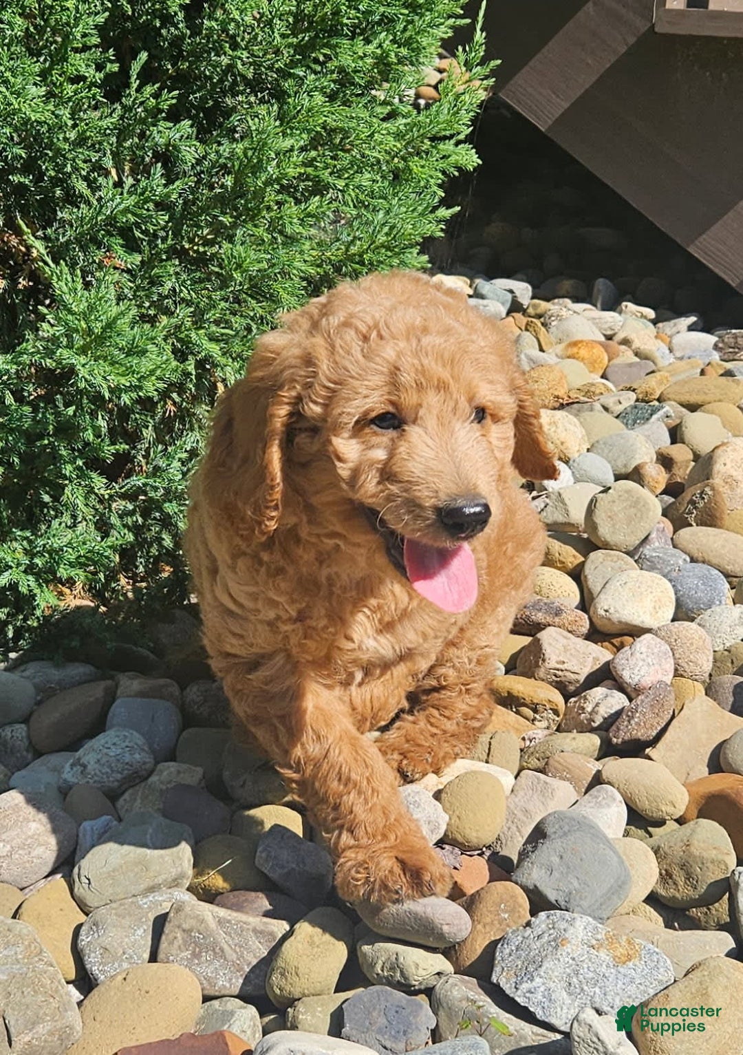 Goldendoodle dogs for sale: Angel - Image 3