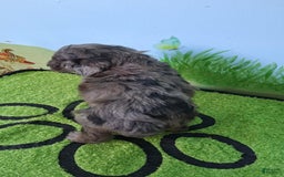 Mini Aussiedoodle dogs for sale: Basil - Image 3