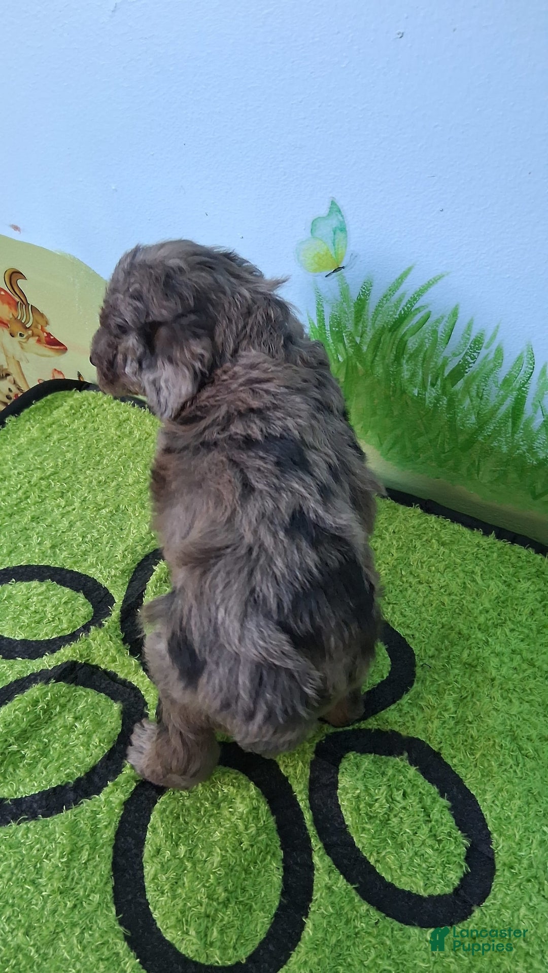 Mini Aussiedoodle dogs for sale: Basil - Image 3