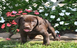 Labrador Retriever dogs for sale: Labrador Retriever 9 puppies - Image 39