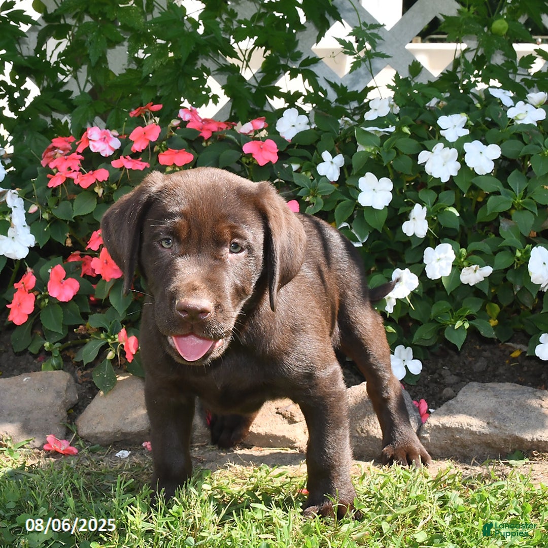 Labrador Retriever dogs for sale: Labrador Retriever 9 puppies - Image 39