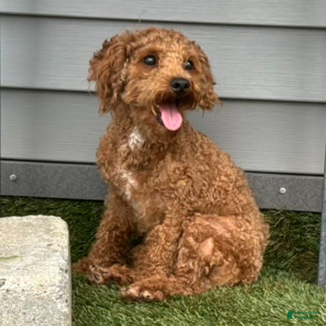 Mini Goldendoodle dogs for sale: Masyn - Image 6