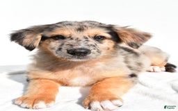 German Shepherd dogs for sale: German Shepherd 3 puppies - Image 11