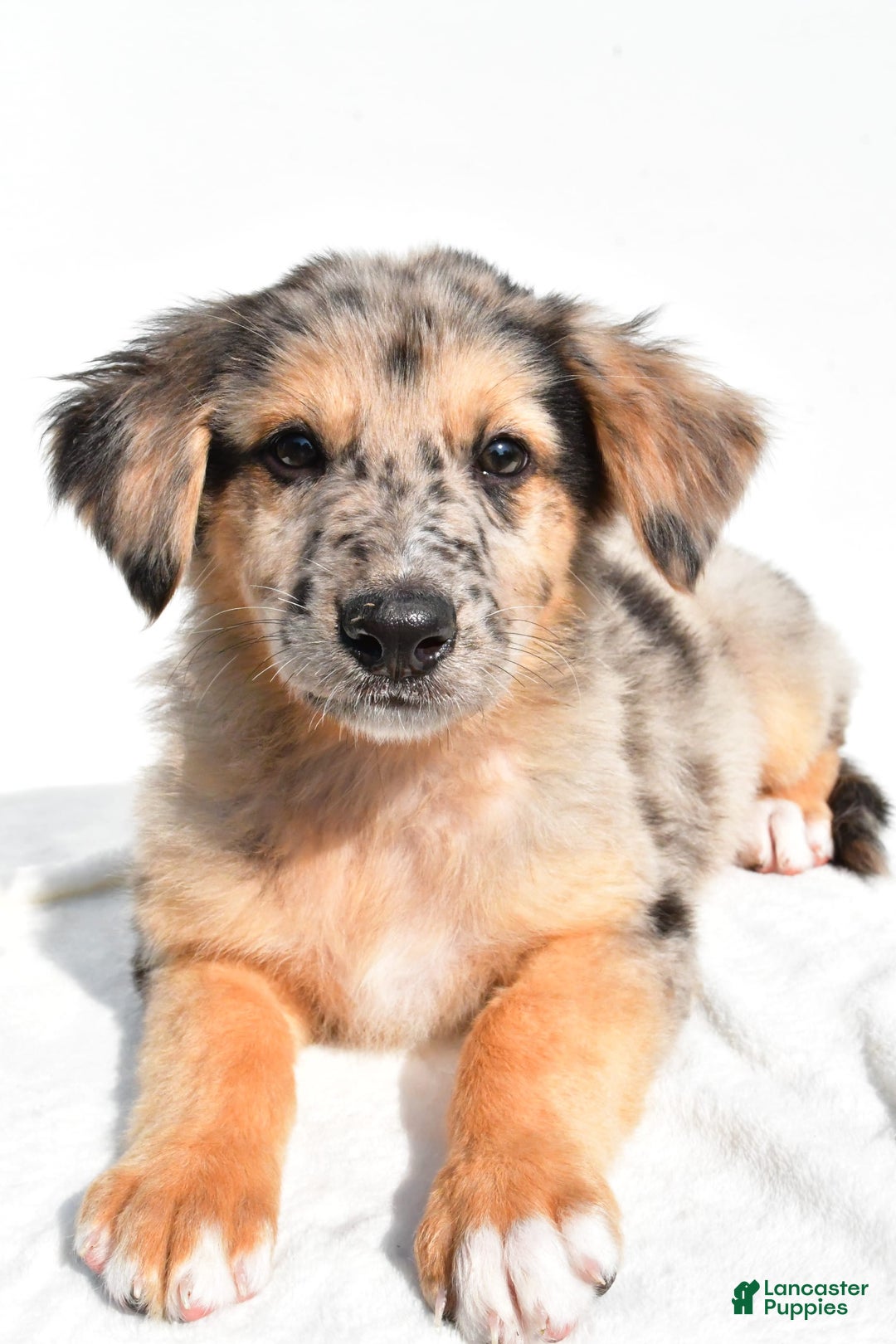 German Shepherd dogs for sale: German Shepherd 3 puppies - Image 11