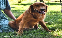 Golden Retriever dogs for sale: Darla - Image 4