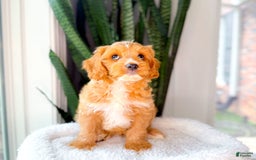 Cavapoo dogs for sale: Yager - Image 7