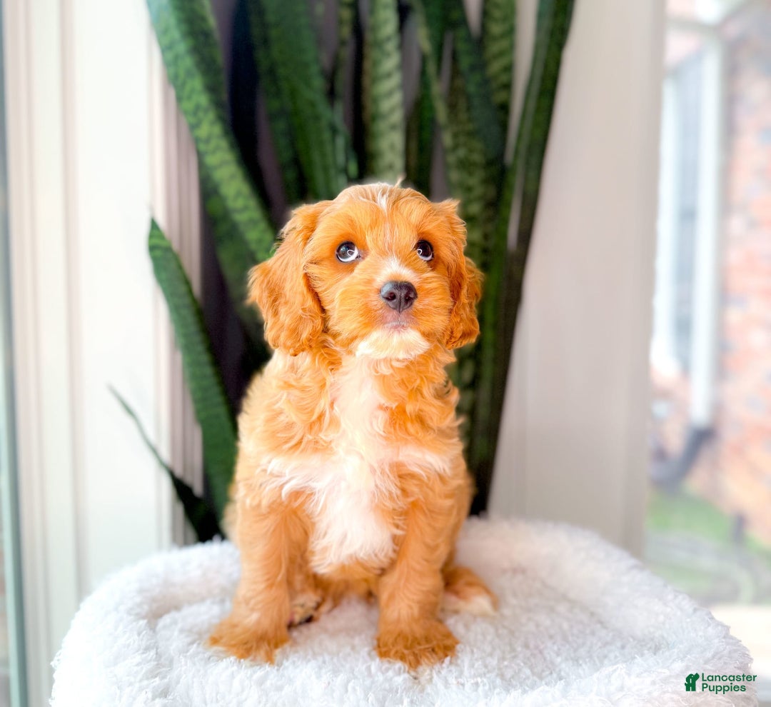 Cavapoo dogs for sale: Yager - Image 7