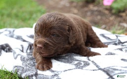 Newfoundland dogs for sale: Hershey - Image 4