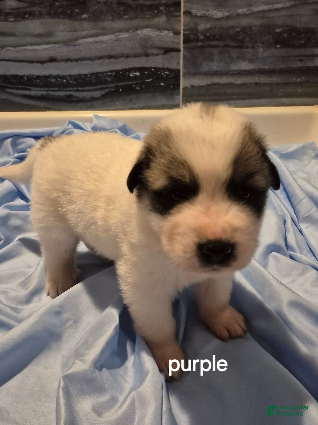 Great Pyrenees dogs for sale: Purple - Image 1