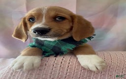 Beagle dogs for sale: Bassetdoodles - Image 15
