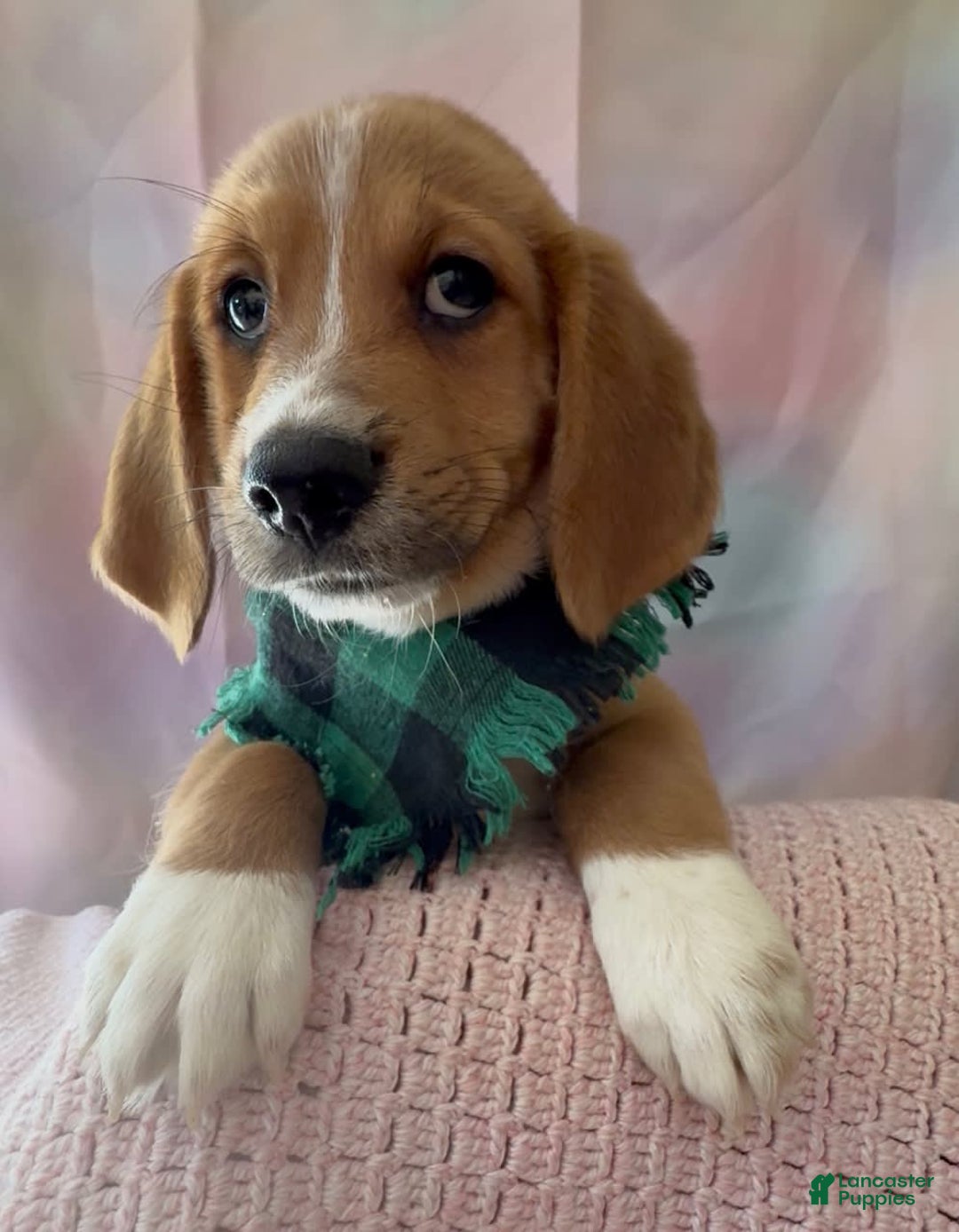 Beagle dogs for sale: Bassetdoodles - Image 15