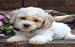 Bichpoo dogs for sale: Paxton - Image 1