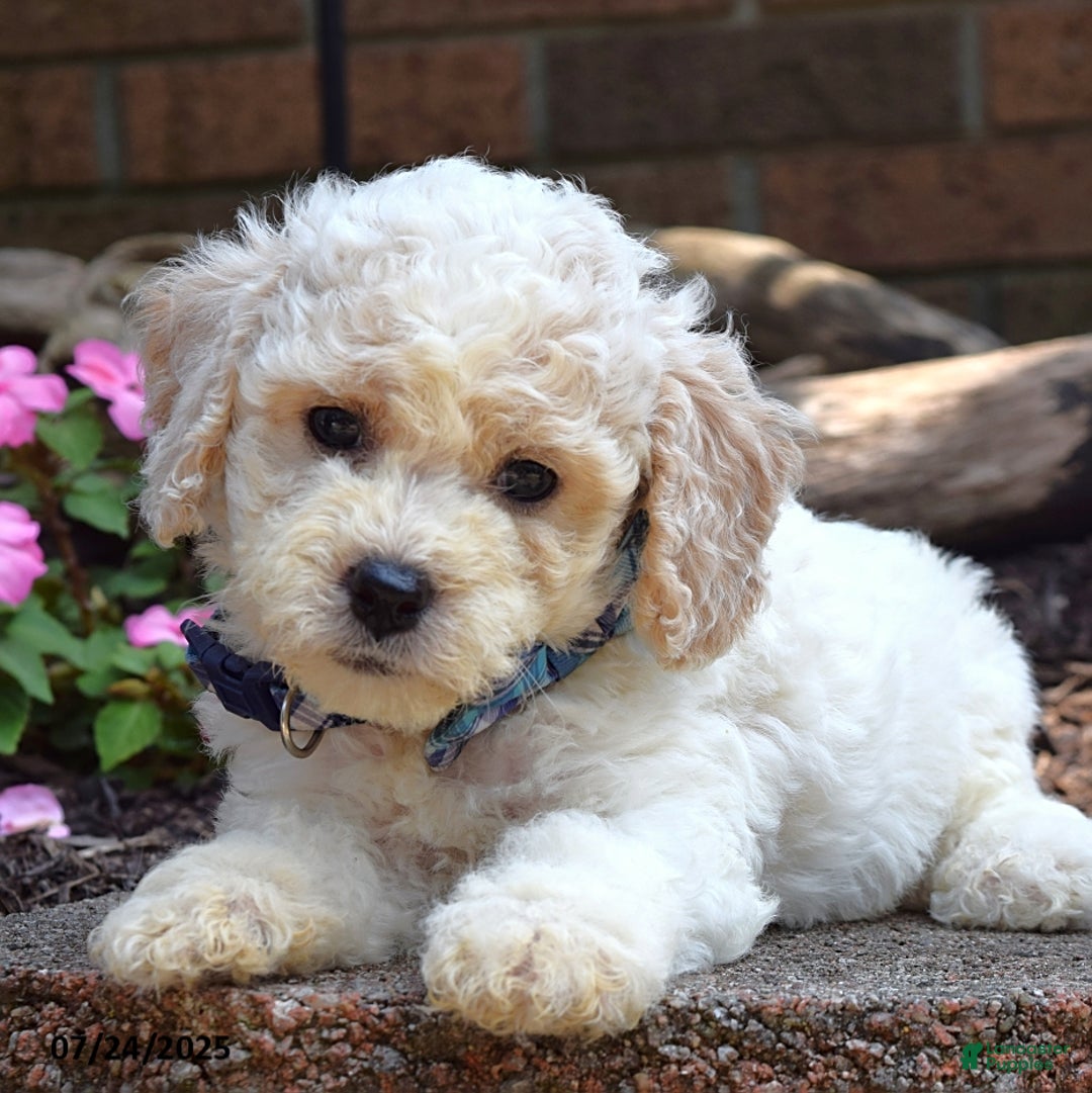 Bichpoo dogs for sale: Paxton - Image 1