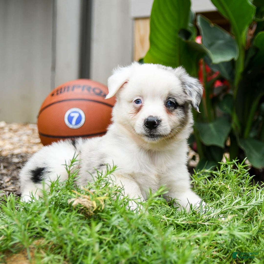 Miniature Australian Shepherd dogs for sale: Domino - Image 1
